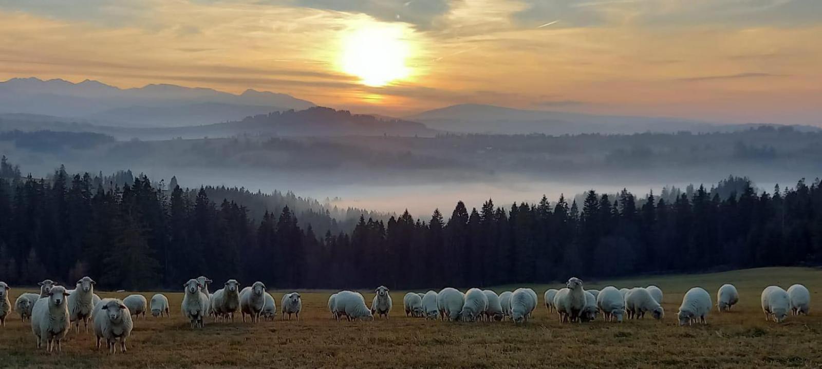Z Balia - Dotyk Motyla * Lapsze Nizne